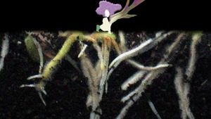 Mauve Leaves's poster