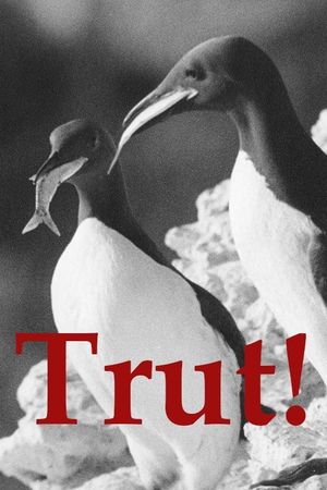 The Gulls's poster