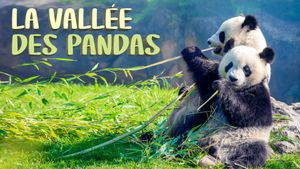 The Valley of the Pandas's poster