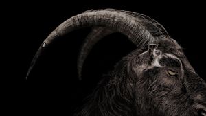 The Witch's poster