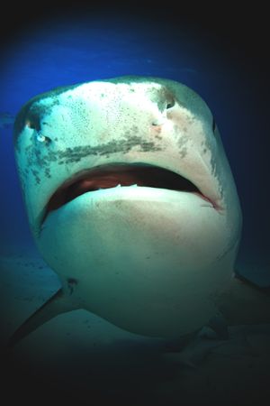 Shark Attack Experiment Live's poster