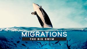 Migrations: The Big Swim's poster