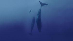 Freediver's poster