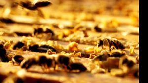 The Honey Bee's poster