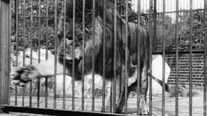 Lion, London Zoological Gardens's poster