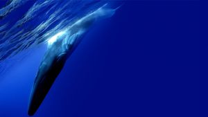 The Loneliest Whale: The Search for 52's poster