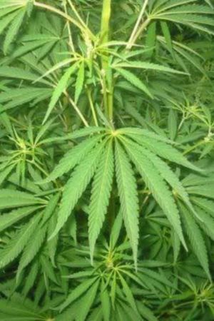 Le cannabis - Une plante entre le bien et le mal's poster