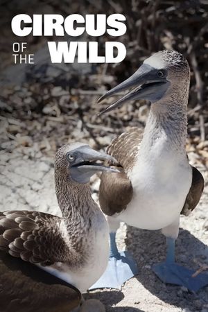 Witzig und wild - Die kuriosen Seiten der Tiere's poster