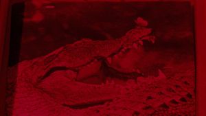 The Great Alligator's poster