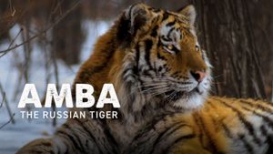 Amba: The Russian Tiger's poster