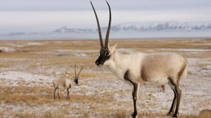 Rare Survivors: China's Iconic Wildlife's poster