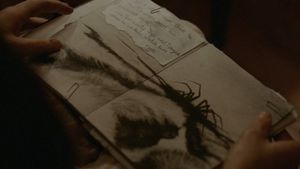 Possum's poster