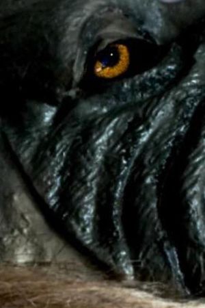The Werewolf of Chatsford's poster