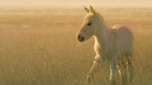 Wild Horses: A Tale from the Puszta's poster