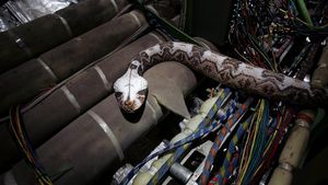 Snakes on a Plane's poster