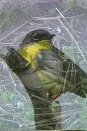Why Not a Sparrow's poster image