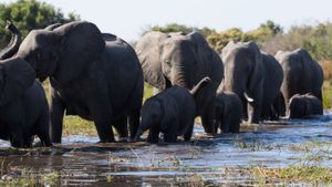 Elephant's poster