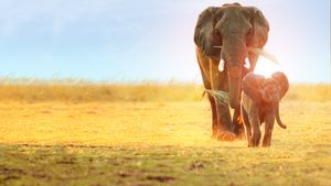 Whispers: An Elephant's Tale's poster