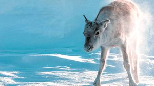 A Reindeer's Journey's poster