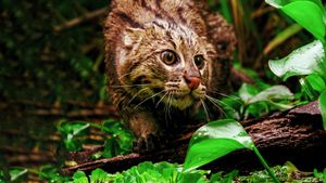 Thailand's Wild Cats's poster