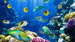 Fish School 2's poster
