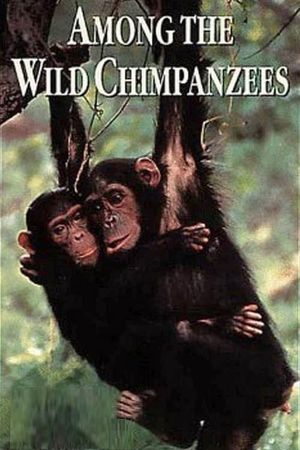 Among the Wild Chimpanzees's poster