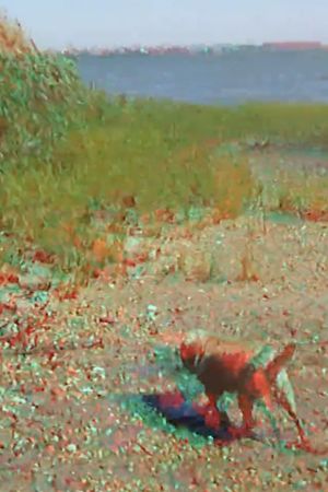 Batchellor’s Dog and Beach's poster