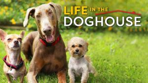 Life in the Doghouse's poster