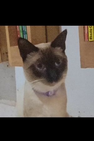 O gato voador's poster