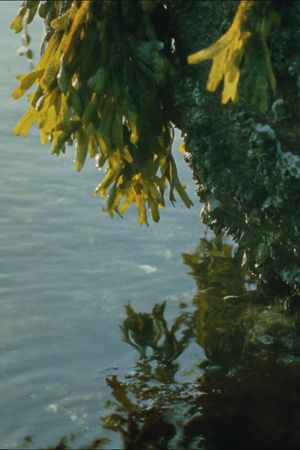 Tide Pools's poster