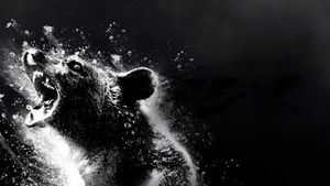 Cocaine Bear's poster