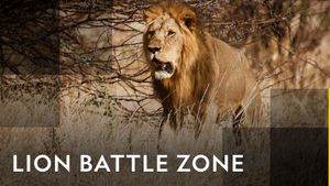 Lion Battle Zone's poster