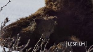 Kamchatka Bears. Life Begins's poster