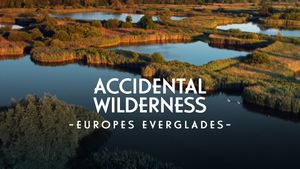 The Accidental Wilderness: Europe's Everglades's poster