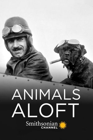 Animals Aloft's poster