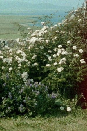 Glimpses from a Visit to Orkney in Summer 1995's poster image