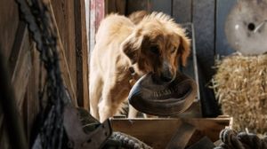 A Dog's Purpose's poster