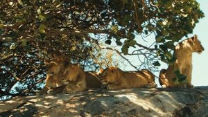 Lions Rule's poster
