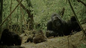 Wild Africa's poster