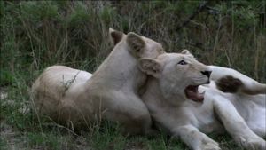 The White Lions's poster
