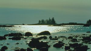Tide Pools's poster
