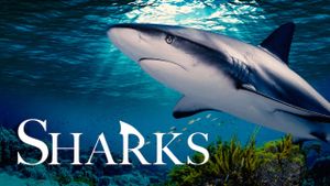 Sharks (in 3D)'s poster