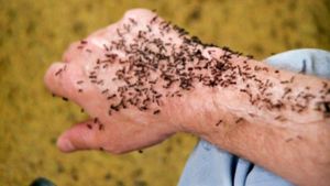 Ants's poster