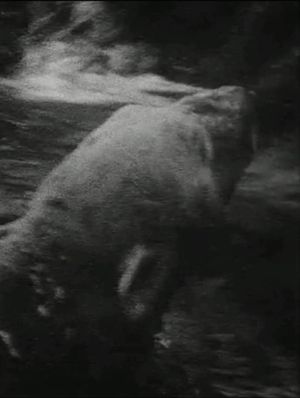 Eisbär's poster