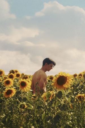 Sunflower's poster