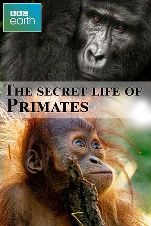 The secret life of Primates's poster