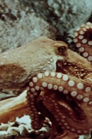 The Love Life of an Octopus's poster