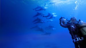 Diving with Dolphins's poster