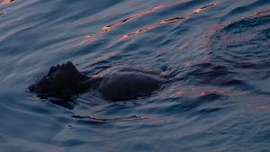 Buoyancy's poster