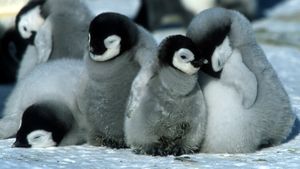 March of the Penguins's poster